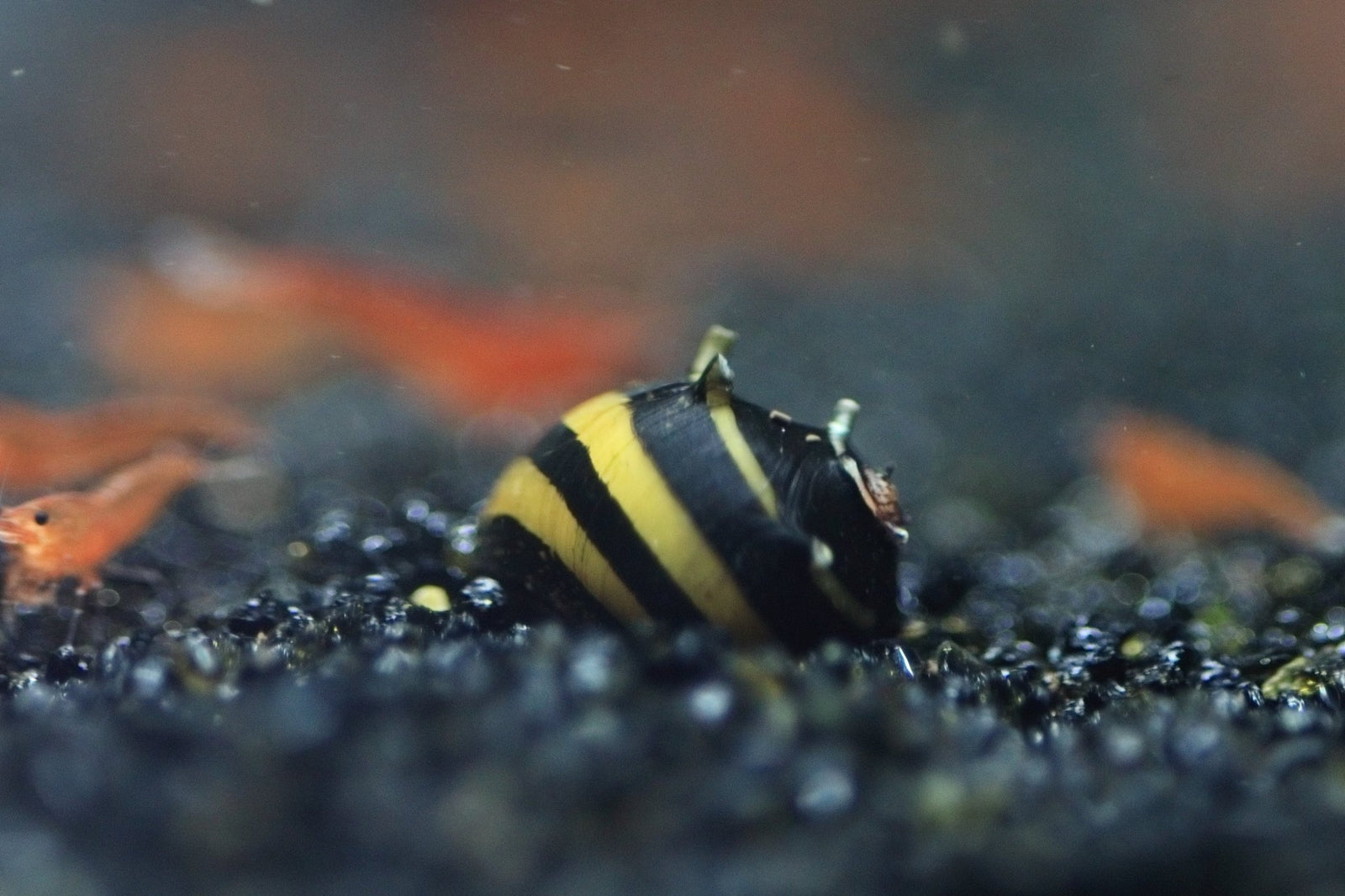 Zebra Thorn Nerite Snail in planted aquarium