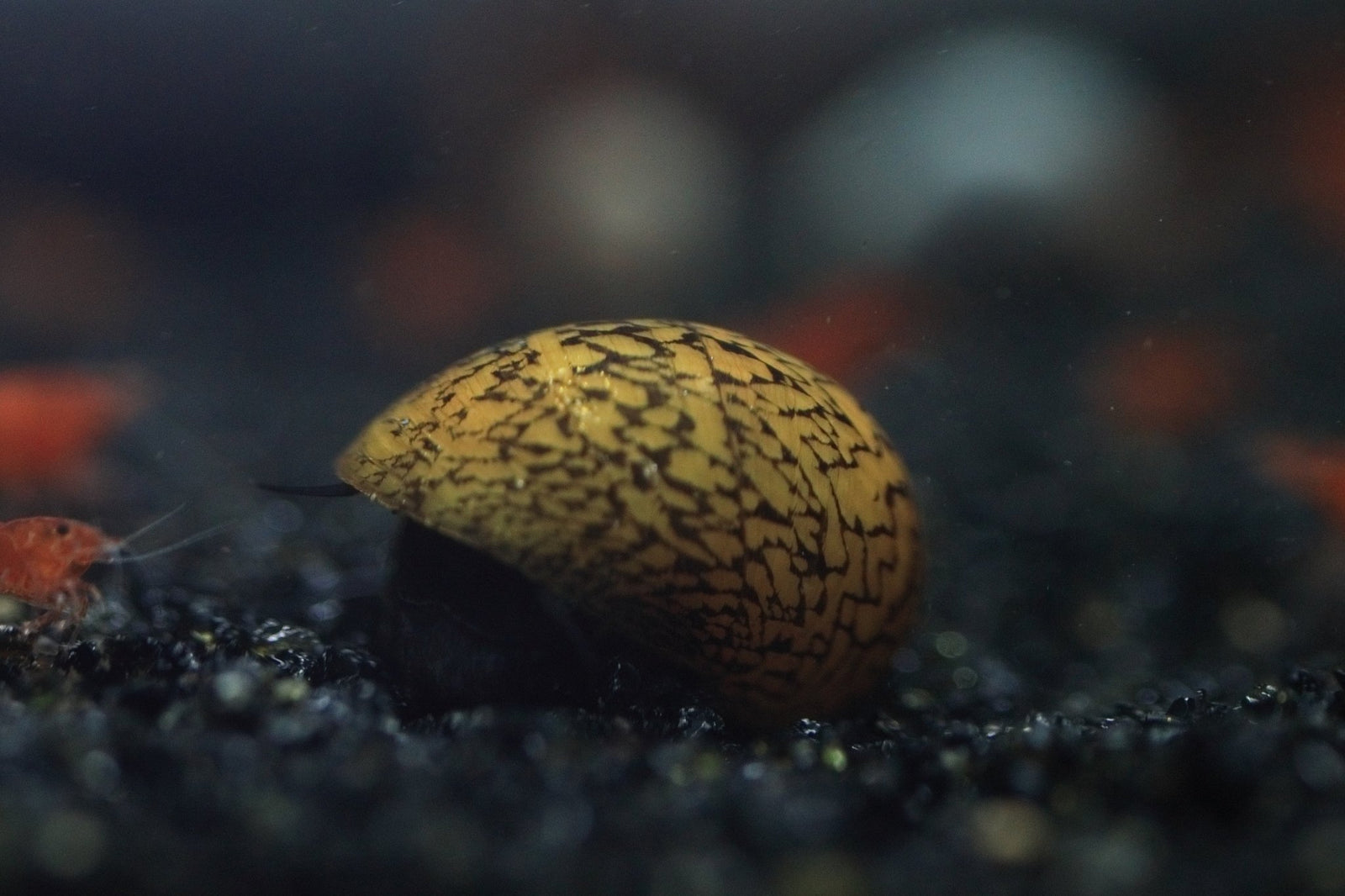 Zig Zag Nerite Snail in planted aquarium